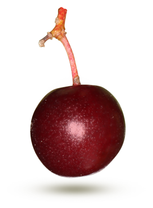 à grappe rouge à grappe rouge