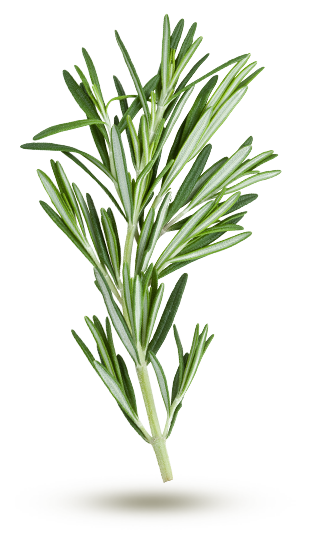 Fines herbes-Suffolk Herbes-Romarin Graines-Rosmarinus officinalis-paquet illustré 